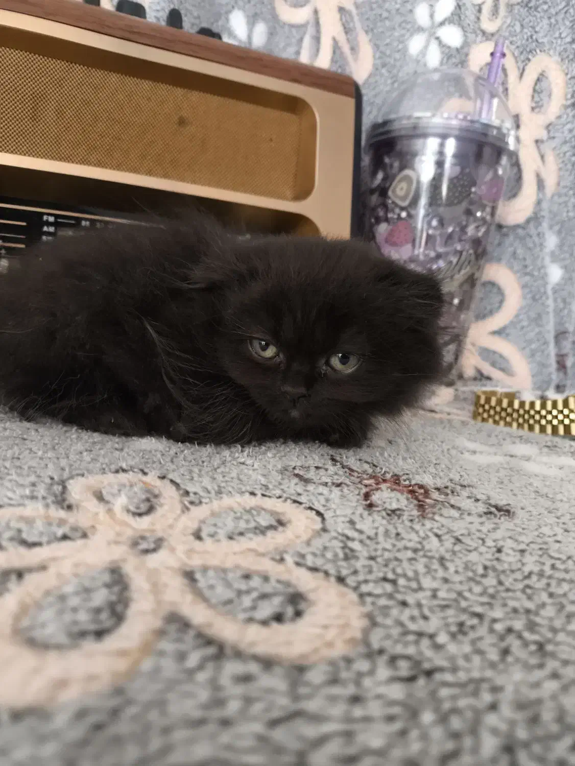 توله گربه نژاددار|گربه|شیراز, تندگویان|دیوار