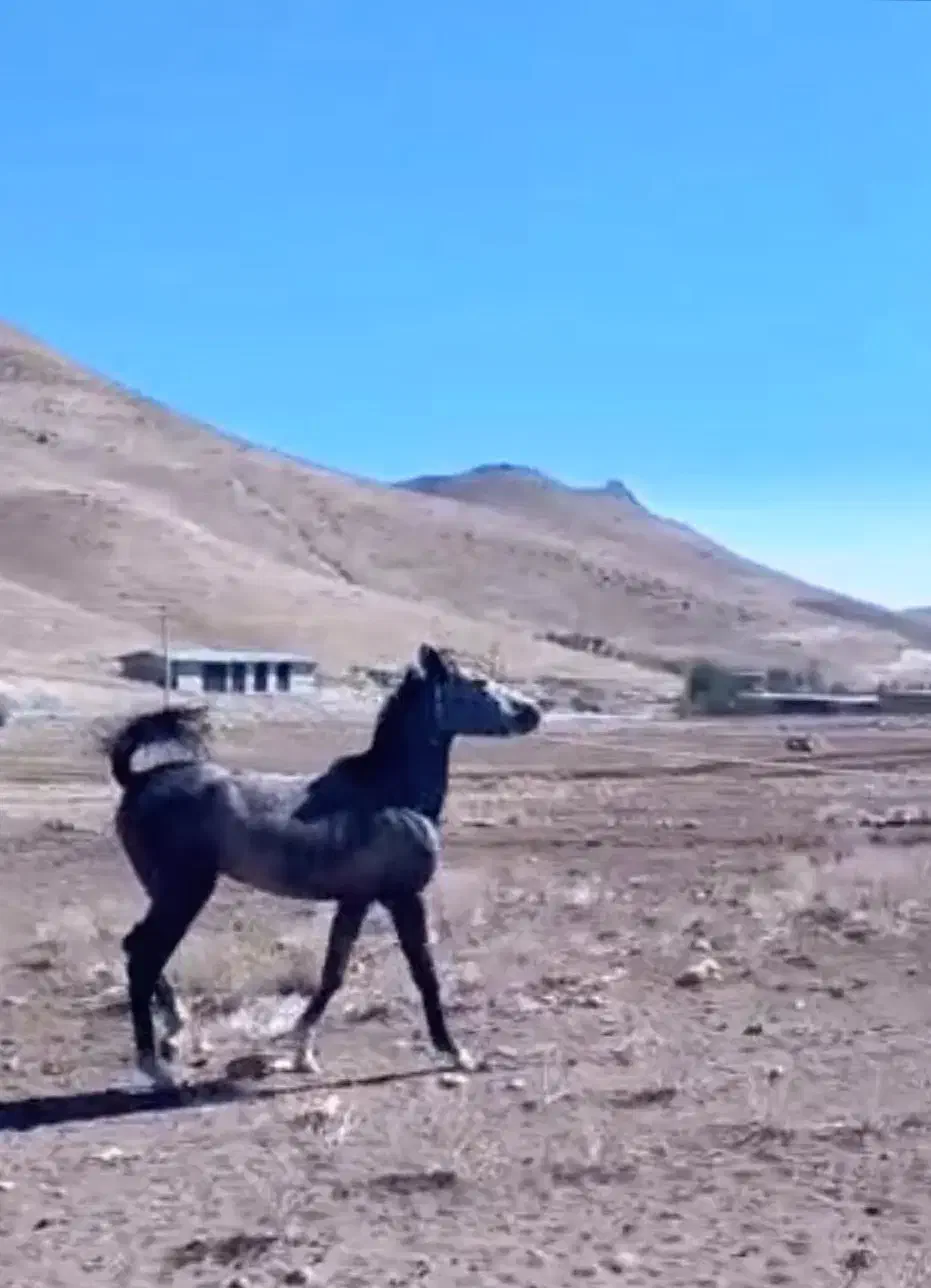 کره مادیان|اسب و تجهیزات اسبسواری|کوهرنگ, |دیوار