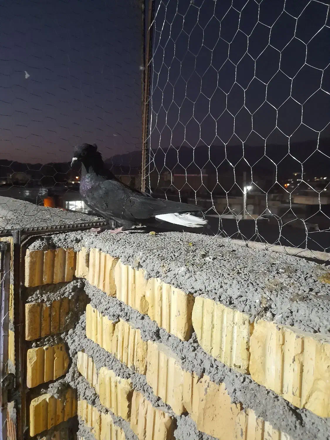 کبوتر|پرنده|داراب, |دیوار