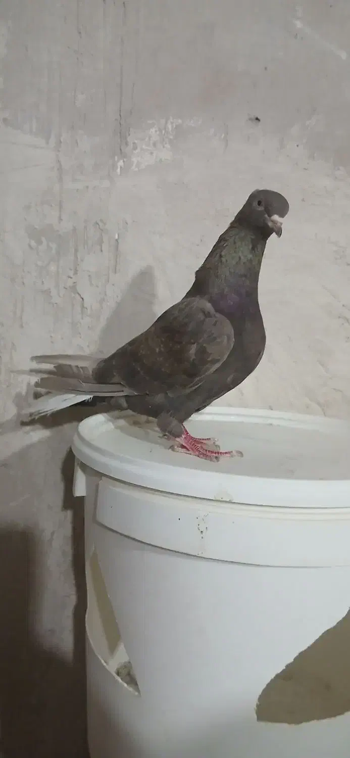 کفتر قهوه دم سفید شعمک تخت پاک دم|پرنده|شیراز, کفترک|دیوار