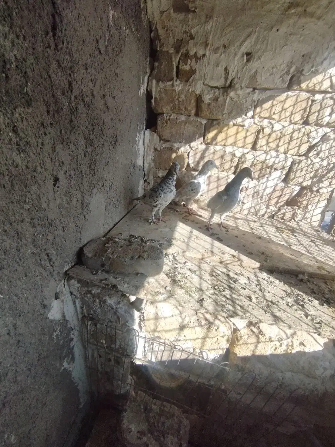 ۳تا هفت رنگ|پرنده|محمدیه-قزوین, |دیوار