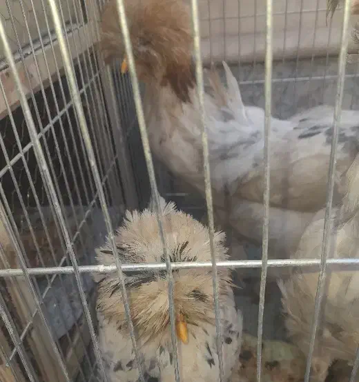 ۵ تا مرغ و خروس سلطان. فوق العاده زیبا|حیوانات مزرعه|اصفهان, طامه|دیوار