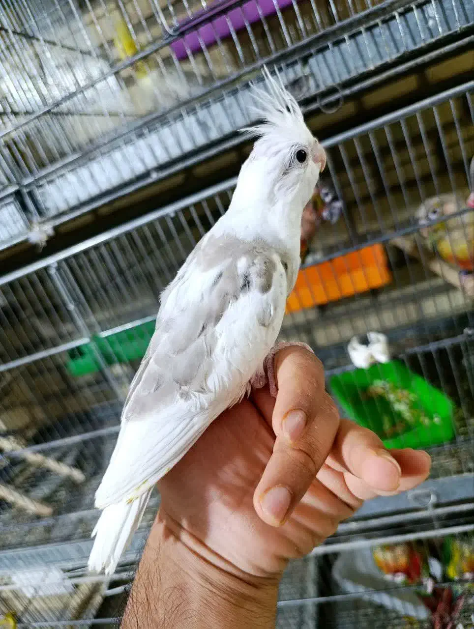 خرید و فروش عروس هلندی ،مرغ عشق فنچ|پرنده|نجفآباد, حومه نجف آباد|دیوار