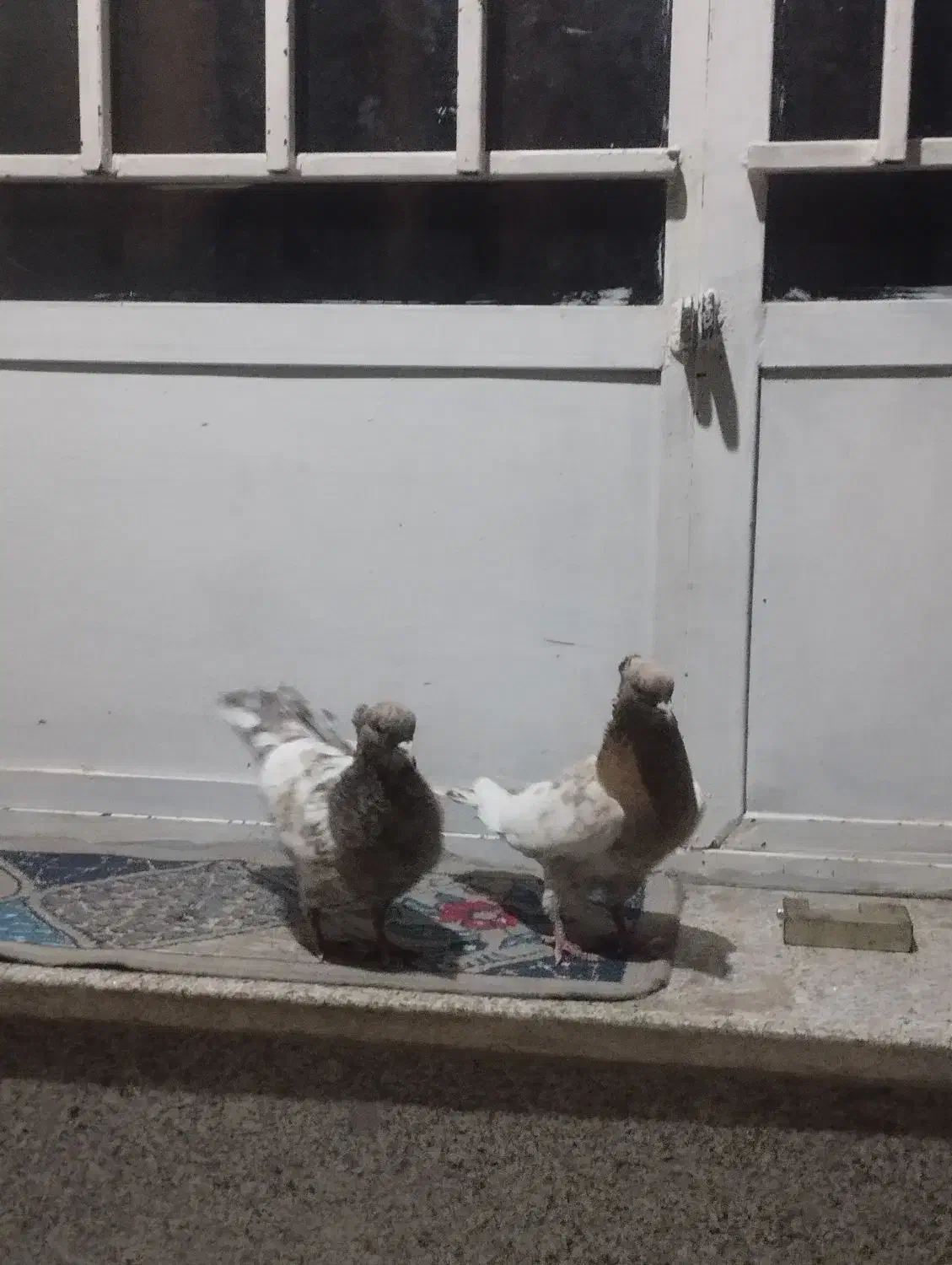 کله هفت رنگ جوان کرباتی زرد و سیاه معاوضه ایی|پرنده|مشهد, چهاربرج|دیوار