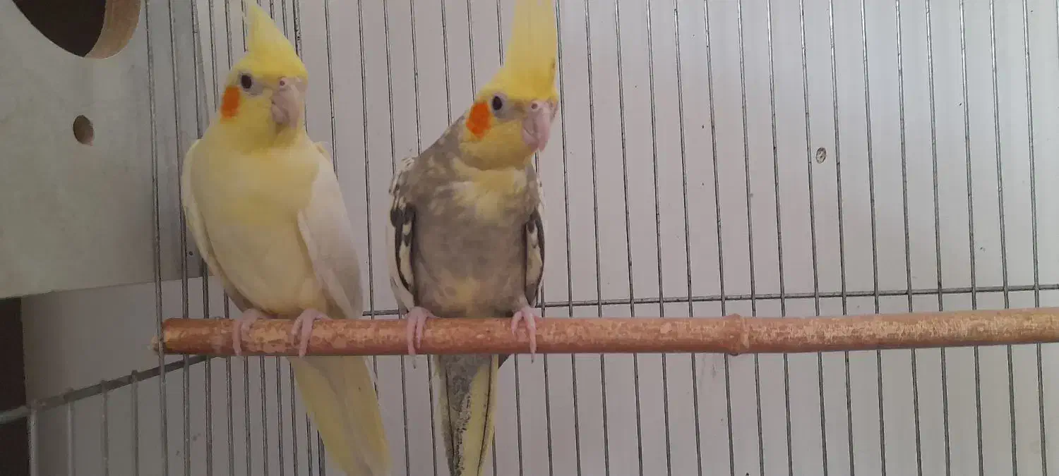 یک جفت عروس هلندی مولد بایک جوجه بالغ|پرنده|کنگاور, |دیوار