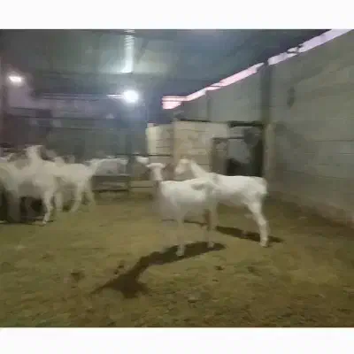 بز کهره سانن|حیوانات مزرعه|جهرم, |دیوار