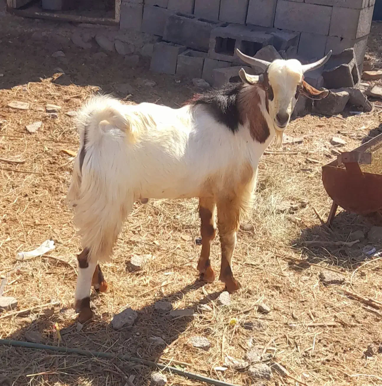 بز نر|حیوانات مزرعه|میناب, |دیوار