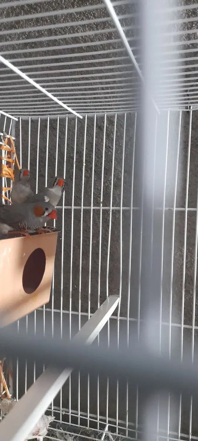 دوجفت فنچ|پرنده|بردسکن, |دیوار