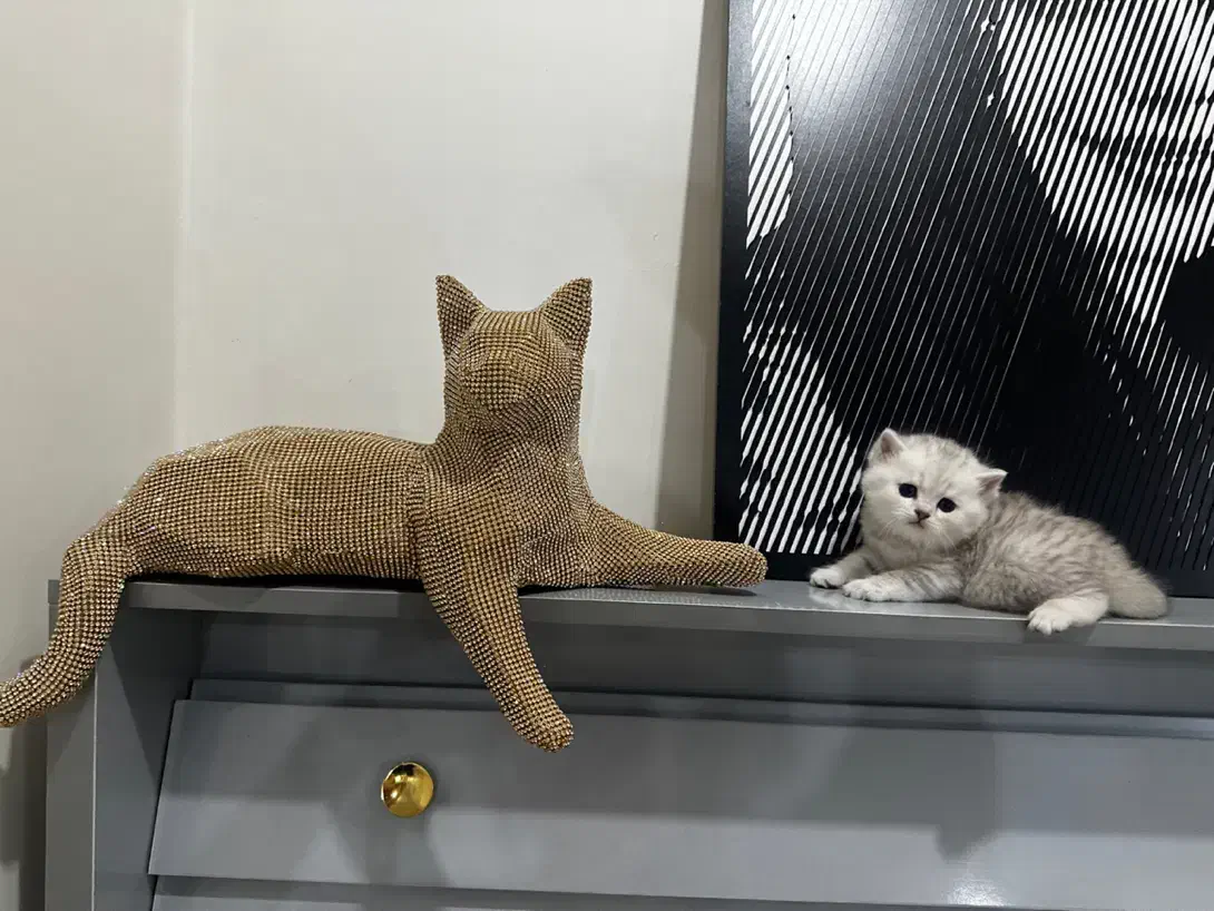 بچه گربه های اسکاتیش|گربه|تهران, بلوار کشاورز|دیوار