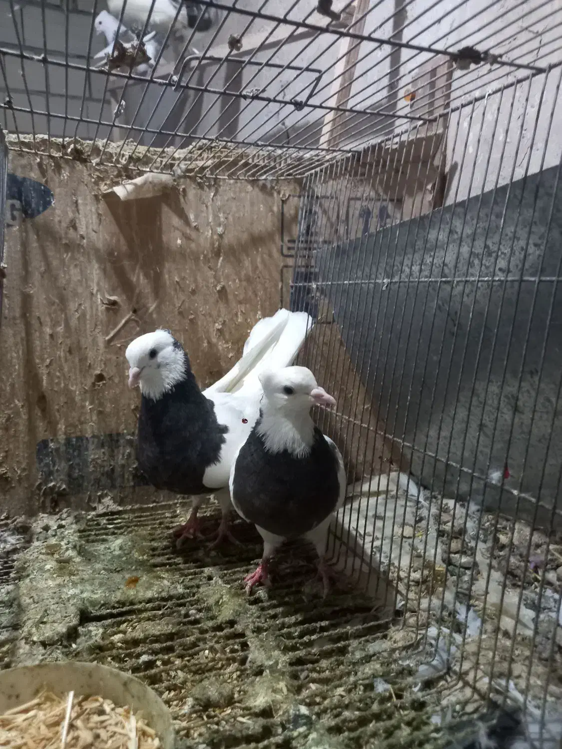 کبوتر طوقی سیاه|پرنده|قم, نیروگاه|دیوار