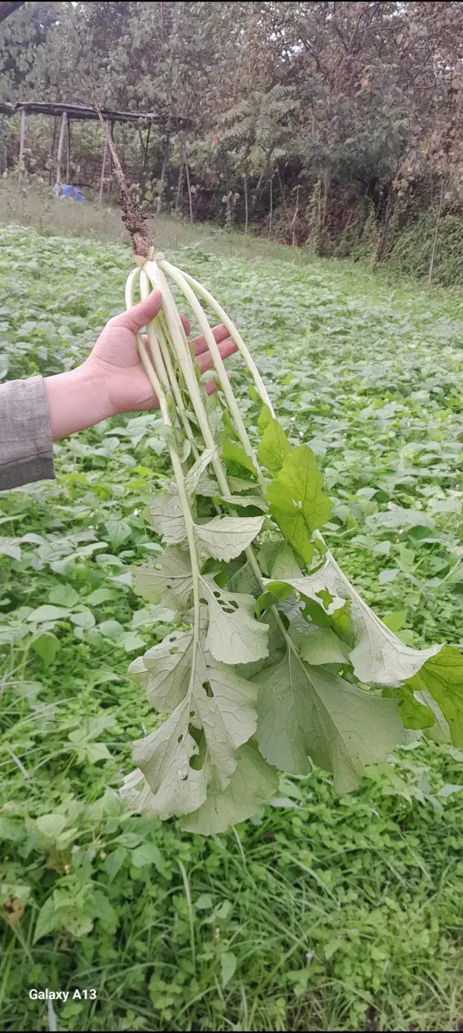 زمین متراژ ۳۰۰متری مسکونی و متراژ ۴۰۰ متری باغی|فروش زمین و ملک کلنگی|ماکلوان, |دیوار