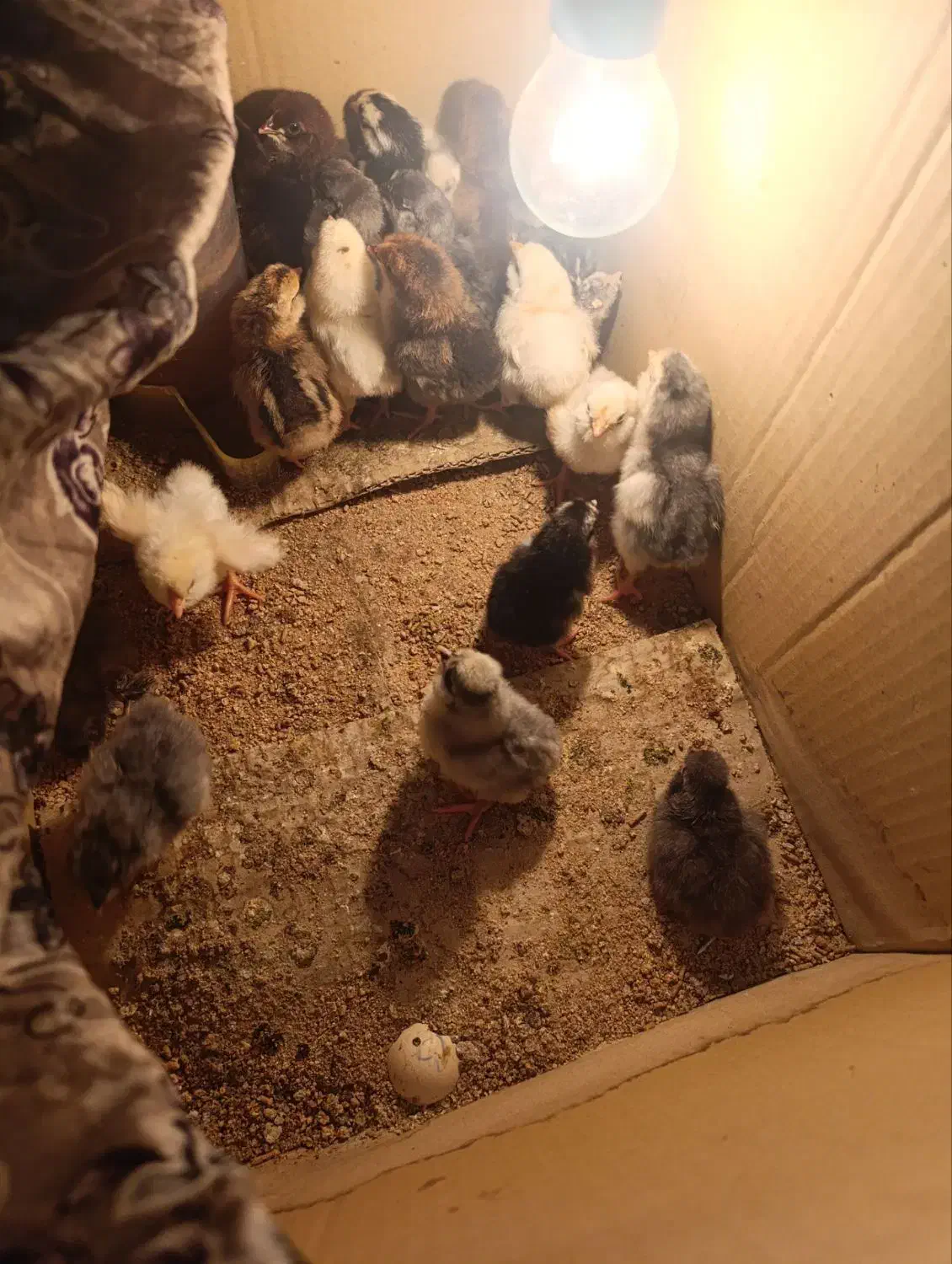 جوجه گلین با کیفیت چناران|حیوانات مزرعه|مشهد, شهرک امام هادی (شهرک غرب)|دیوار