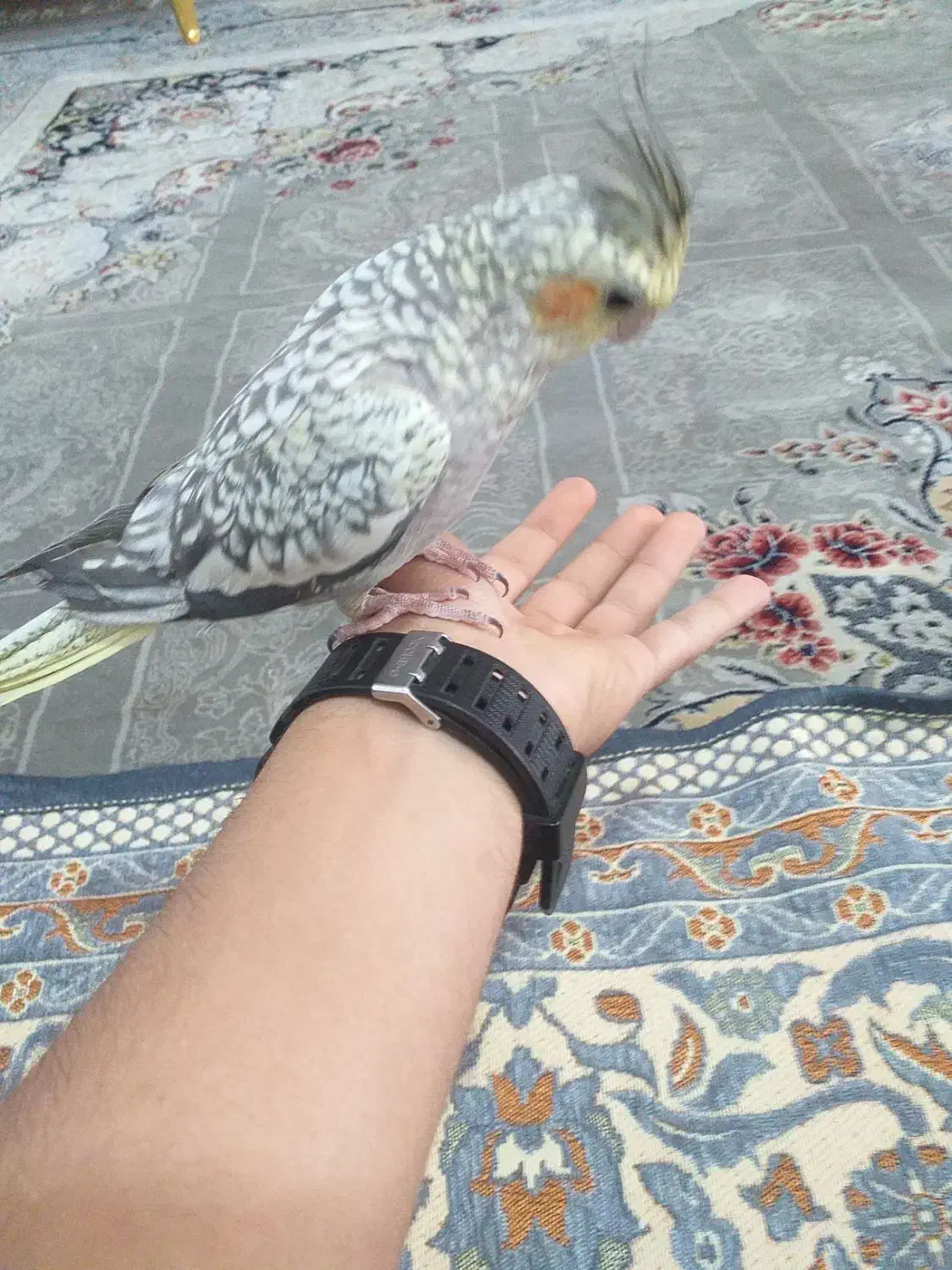 عروس هلندی دستی|پرنده|دامغان, |دیوار