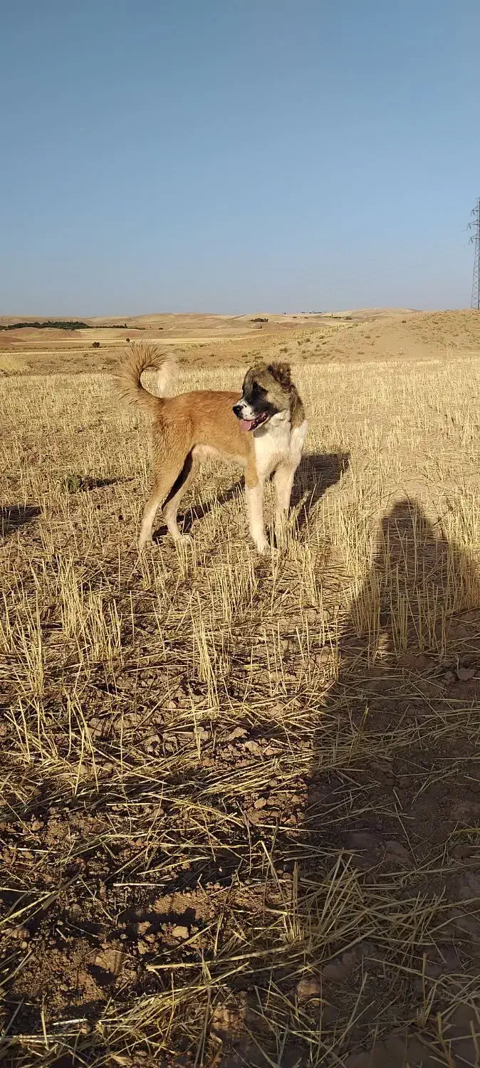 فروش سگ سرابی|سگ|قیدار, |دیوار