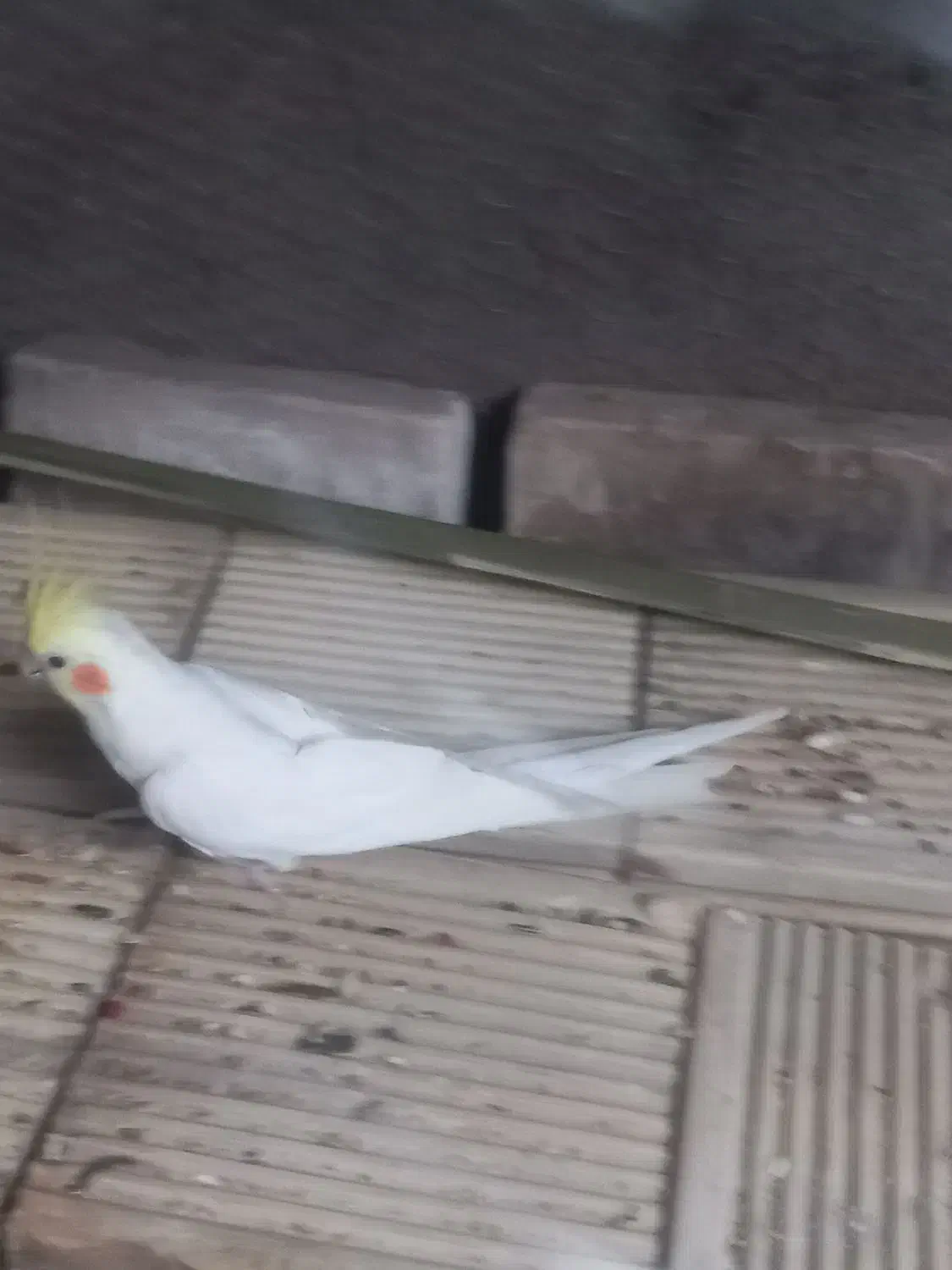 عروس هلندی|پرنده|مسجد سلیمان, |دیوار