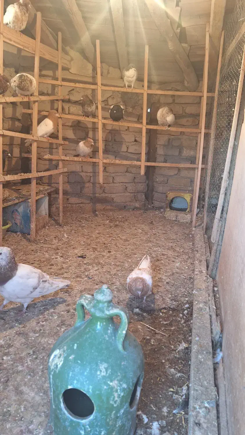 کفتر رنگی|پرنده|بشاریات, |دیوار