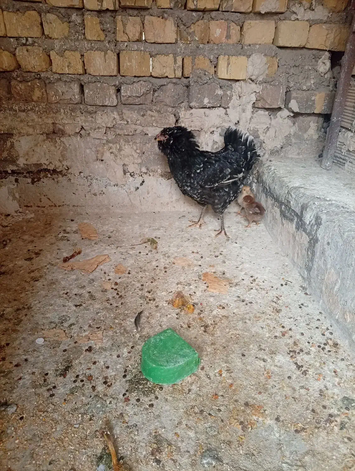 مرغ گلین|حیوانات مزرعه|قم, یزدانشهر|دیوار