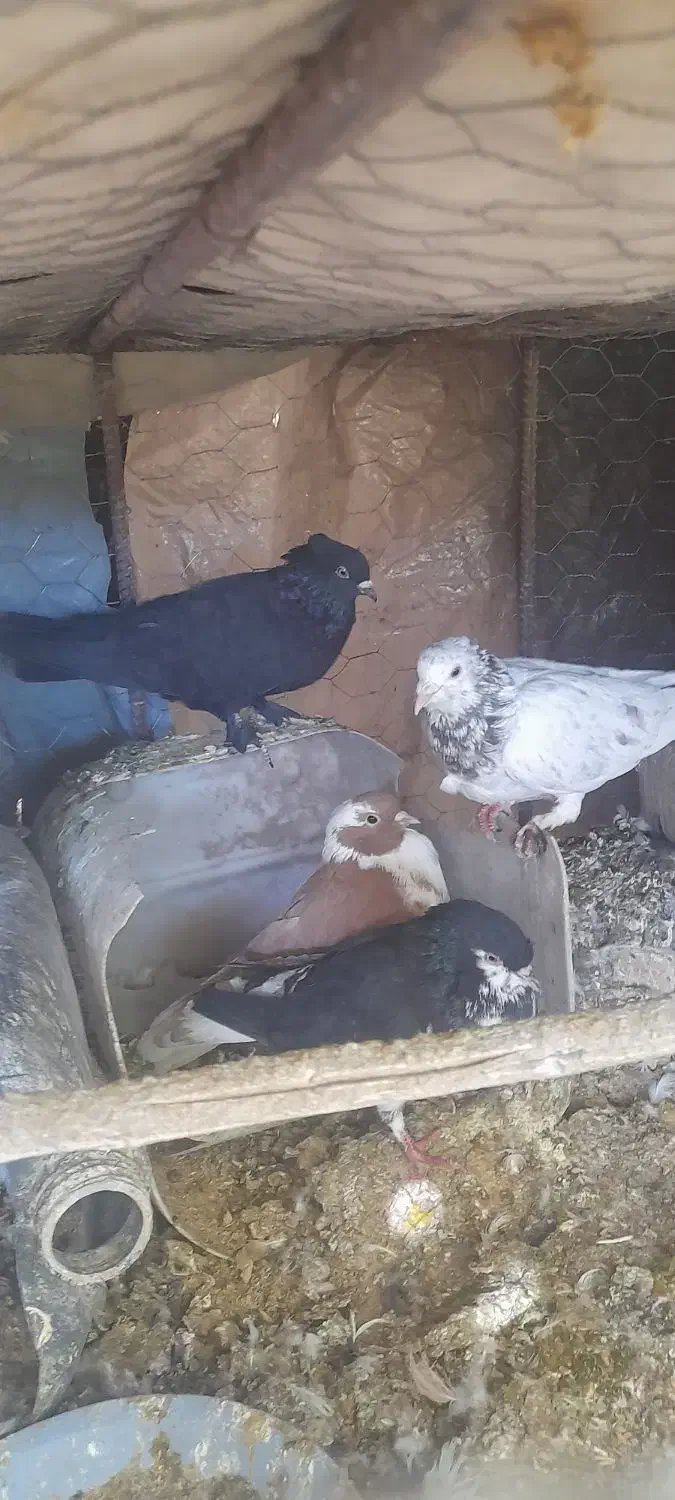 کفتر حراج|پرنده|سیمکان, |دیوار