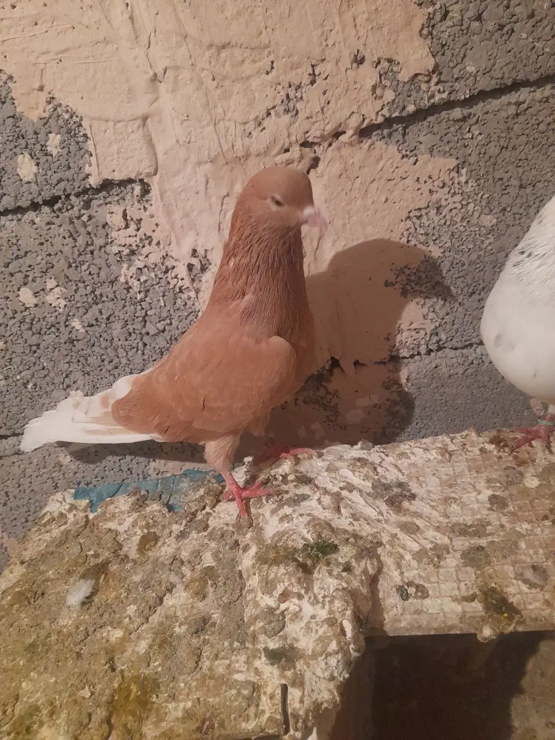 حبش زرد و دااچیل|پرنده|ارومیه, |دیوار