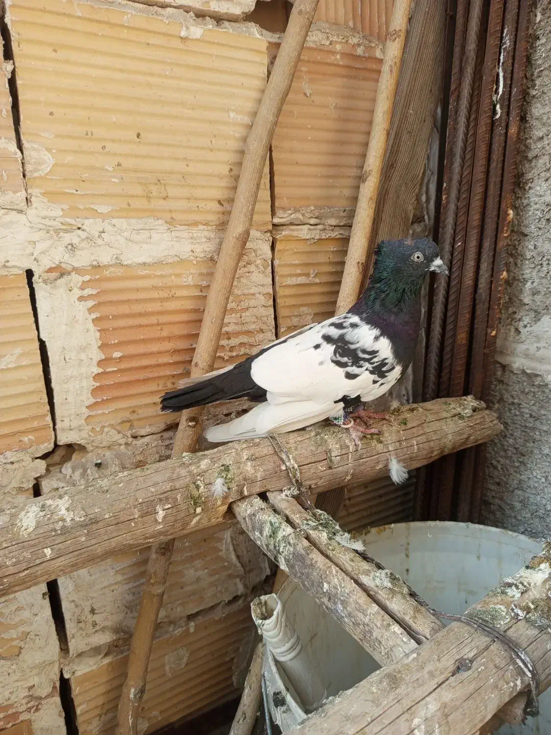 کبوتر سینه سیاه|پرنده|قرچک, مهدیه|دیوار