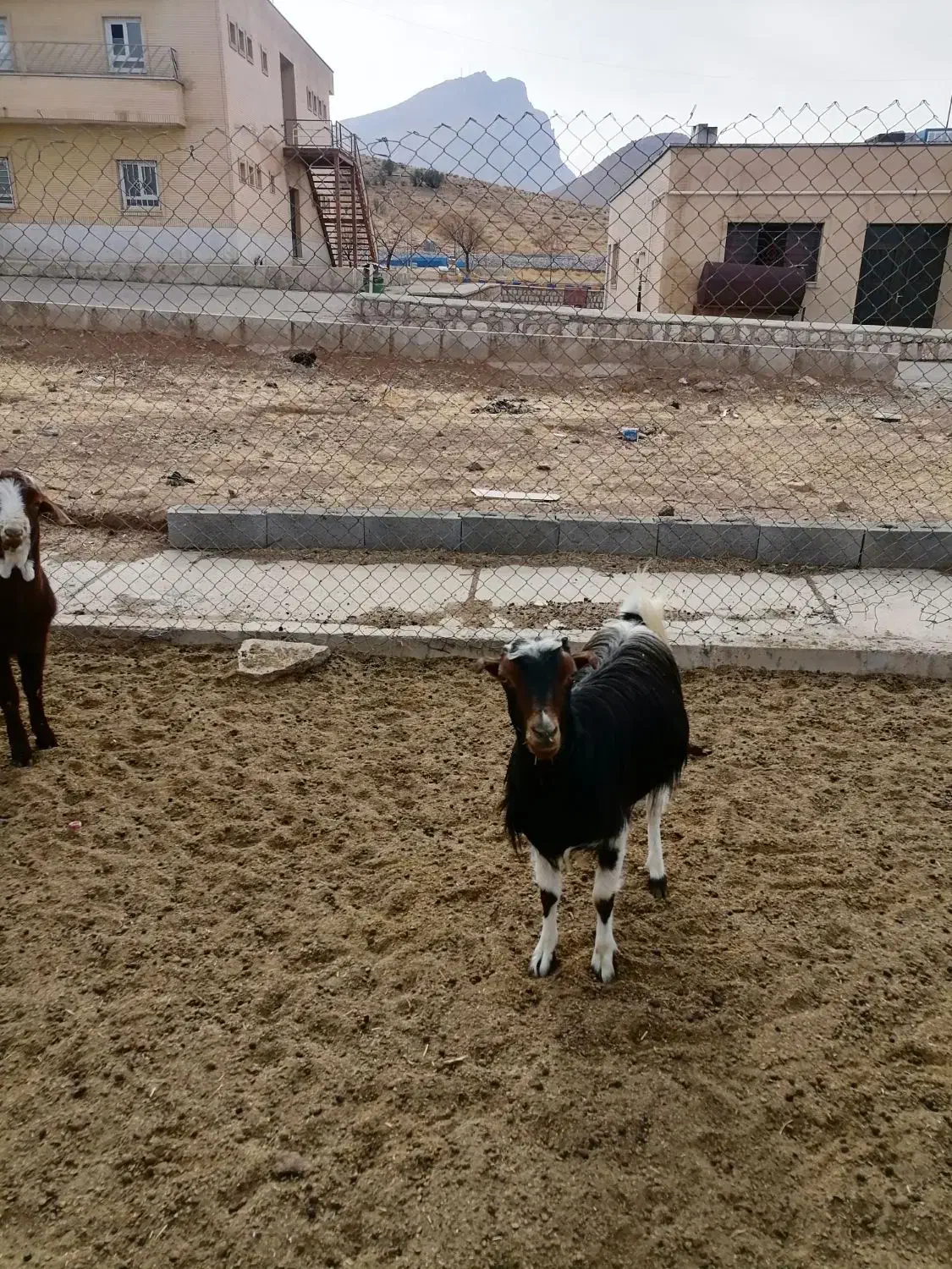 فروش بز|حیوانات مزرعه|شهرکرد, |دیوار