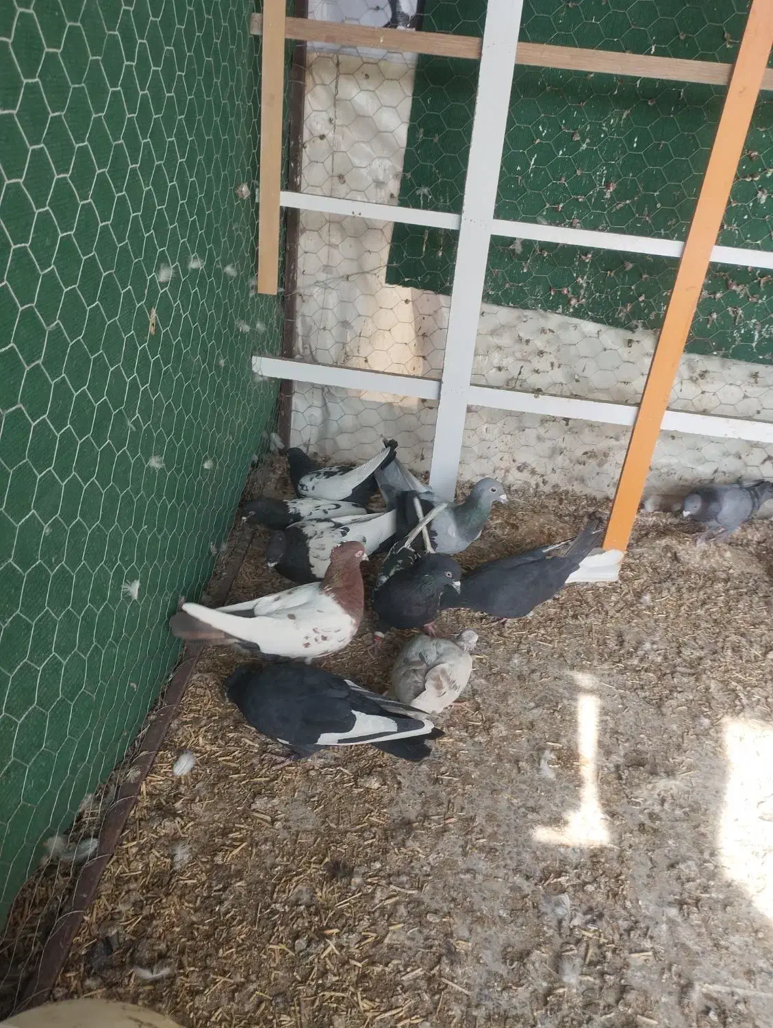 کفتر رنگی و دروگ|پرنده|لنجان, |دیوار