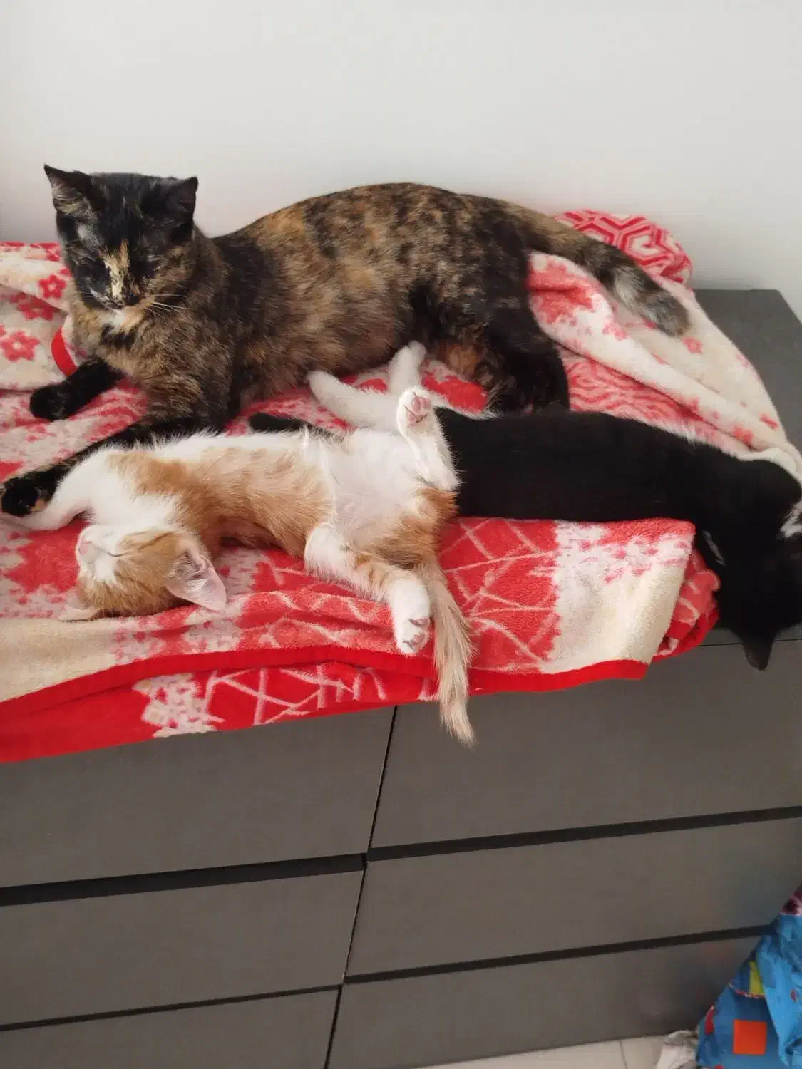 بچه گربه|گربه|تهران, دریا|دیوار