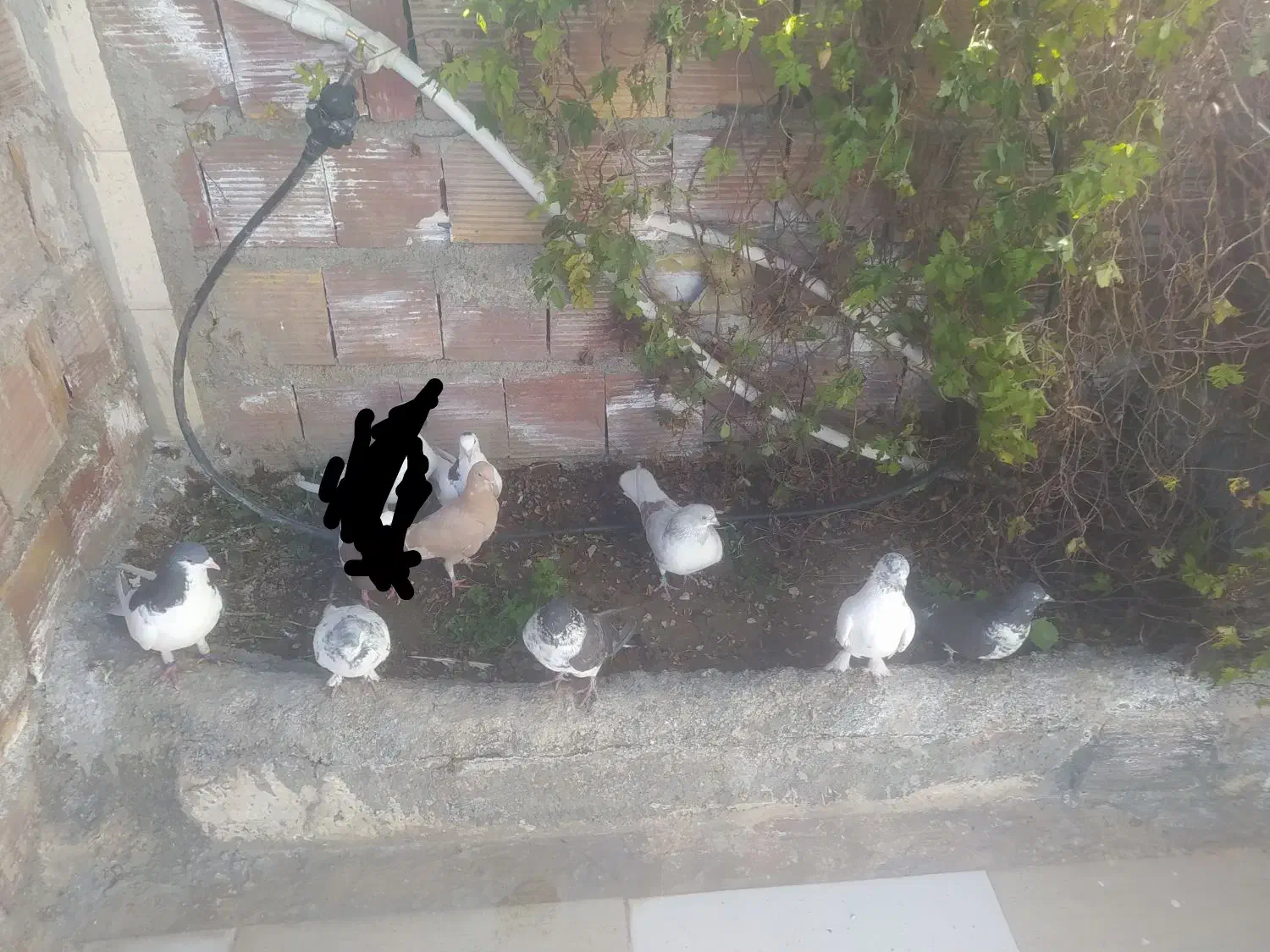 کبوتر|پرنده|داراب, |دیوار