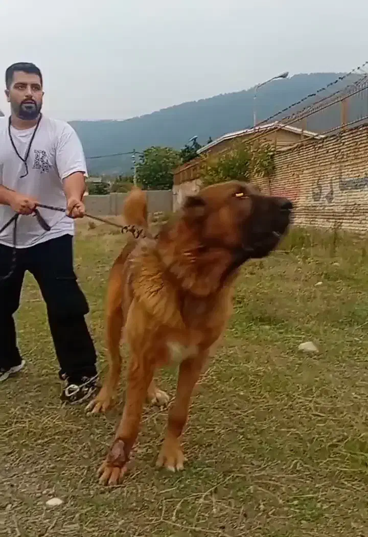 عقاب غول افغانی از معتبرترین نسل با استعلام|سگ|تهران, زعفرانیه|دیوار