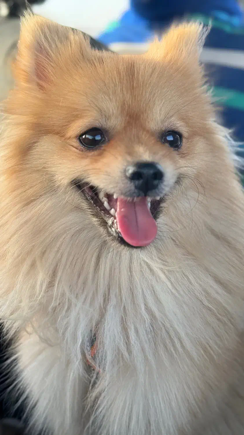 گمشده|حیوانات|اصفهان, سرشبادران|دیوار