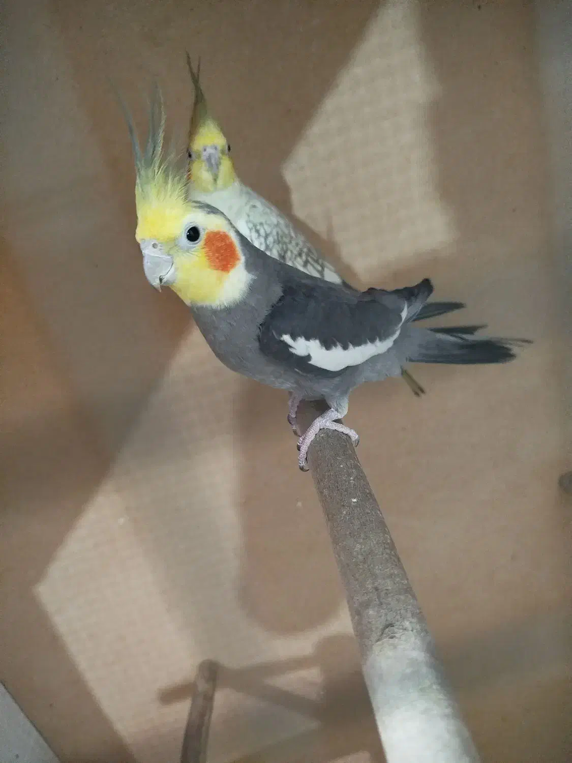 عروس هلندی|پرنده|هندیجان, |دیوار