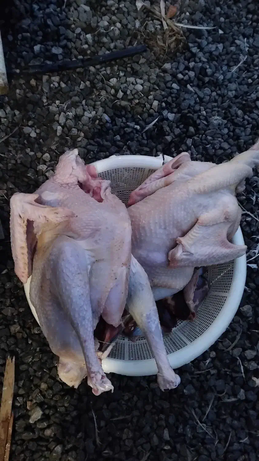 پرکردن مرغ و اردک و غاز و بوقلمون|حیوانات مزرعه|قائم‌شهر, |دیوار