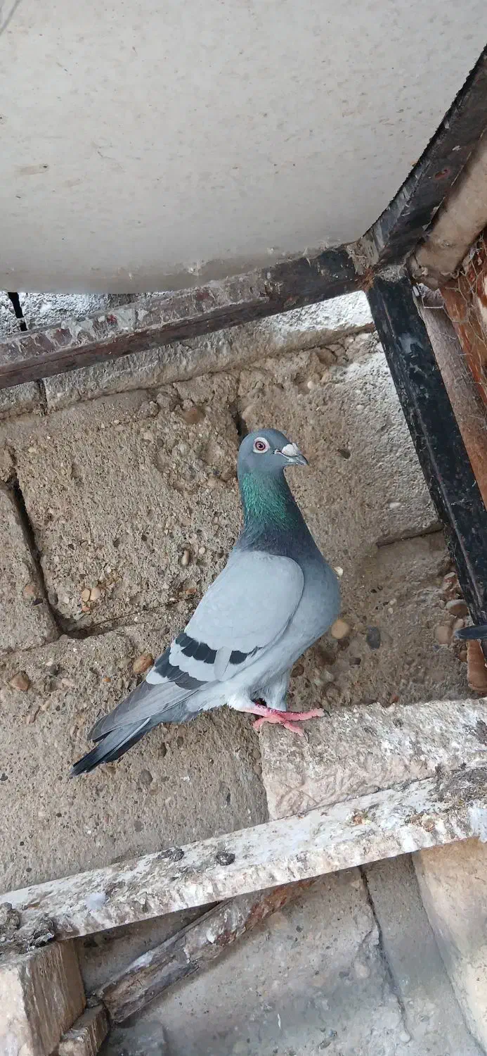 کبوتر خارجی|پرنده|گنبد کاووس, |دیوار