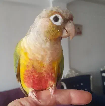 طوطی گرینچیک سخنگو|پرنده|رشت, بیجارپس|دیوار