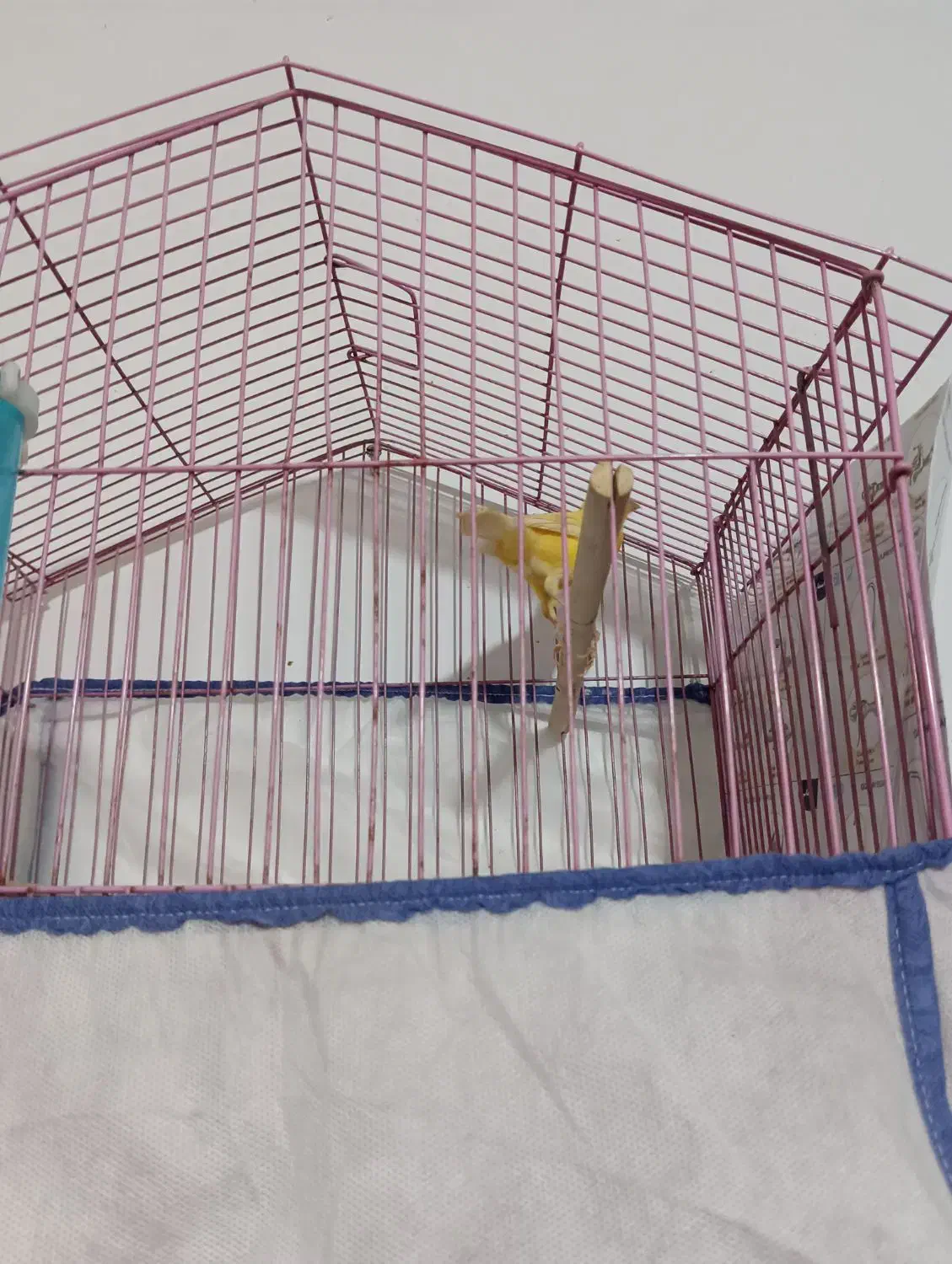 قناری|پرنده|رشت, پیرکلاچای|دیوار