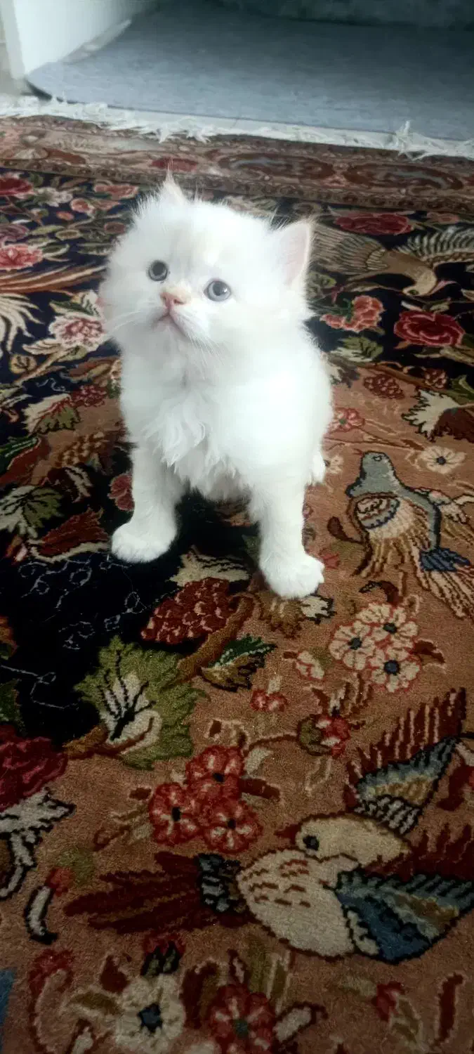 توله گربه|گربه|همدان, |دیوار