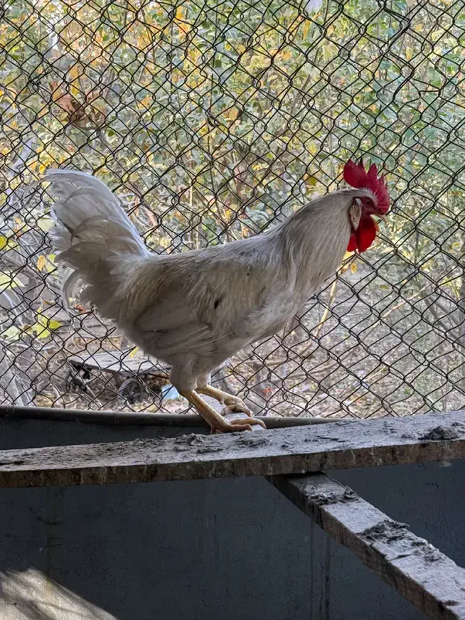 خروس محلی و خروس برهما|حیوانات مزرعه|مشکین‌دشت, |دیوار