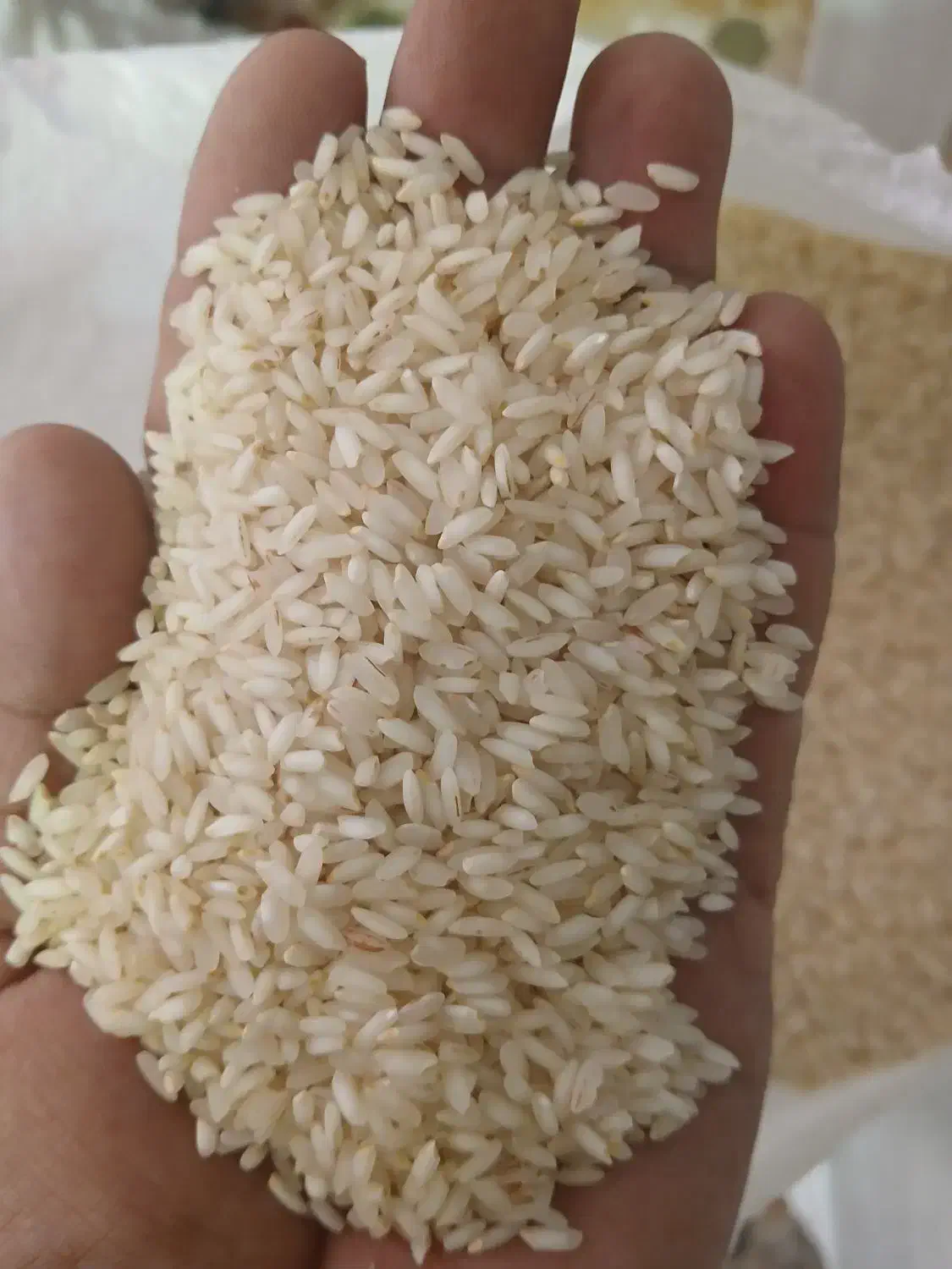 برنج چمپا درجه باغملک|عمده‌فروشی|باغ ملک, |دیوار