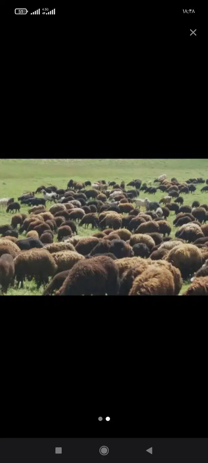 گوسفند زنده همراه با ۸۰ درصد تخفیف ویژه|حیوانات مزرعه|مشهد, کوثر|دیوار