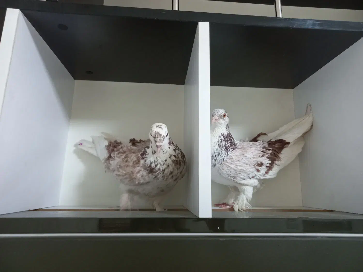 کبوتر فشن فری زینتی مولد|پرنده|تهران, سلسبیل جنوبی|دیوار