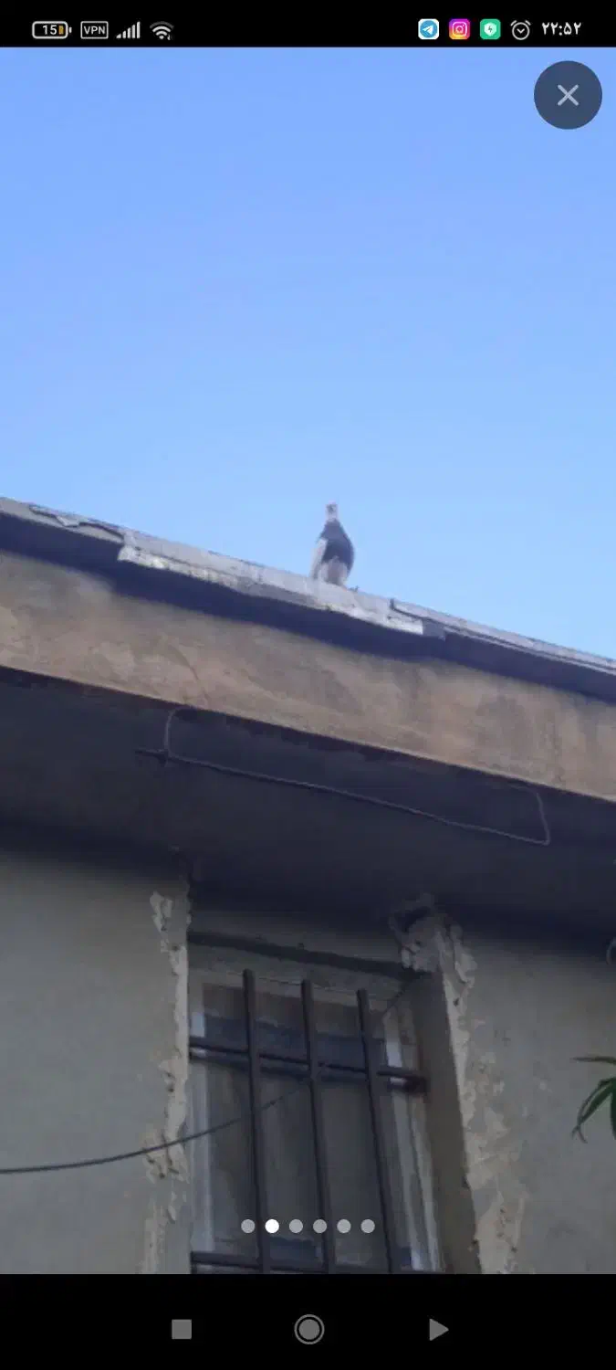 کبوتر طوقی گمشده هرسین|پرنده|هرسین, |دیوار