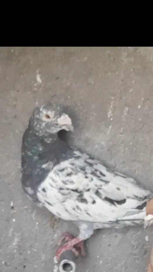 سار هفرنگ|پرنده|نیشابور, خط کاشمر|دیوار