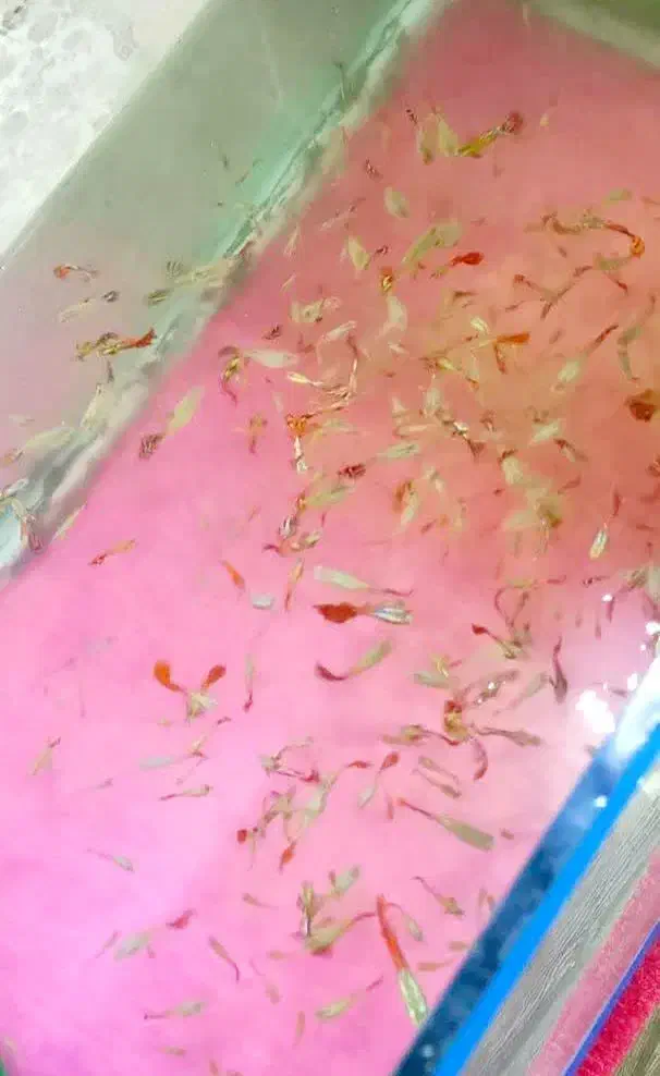 ماهی گوپی|ماهی|اردکان, |دیوار