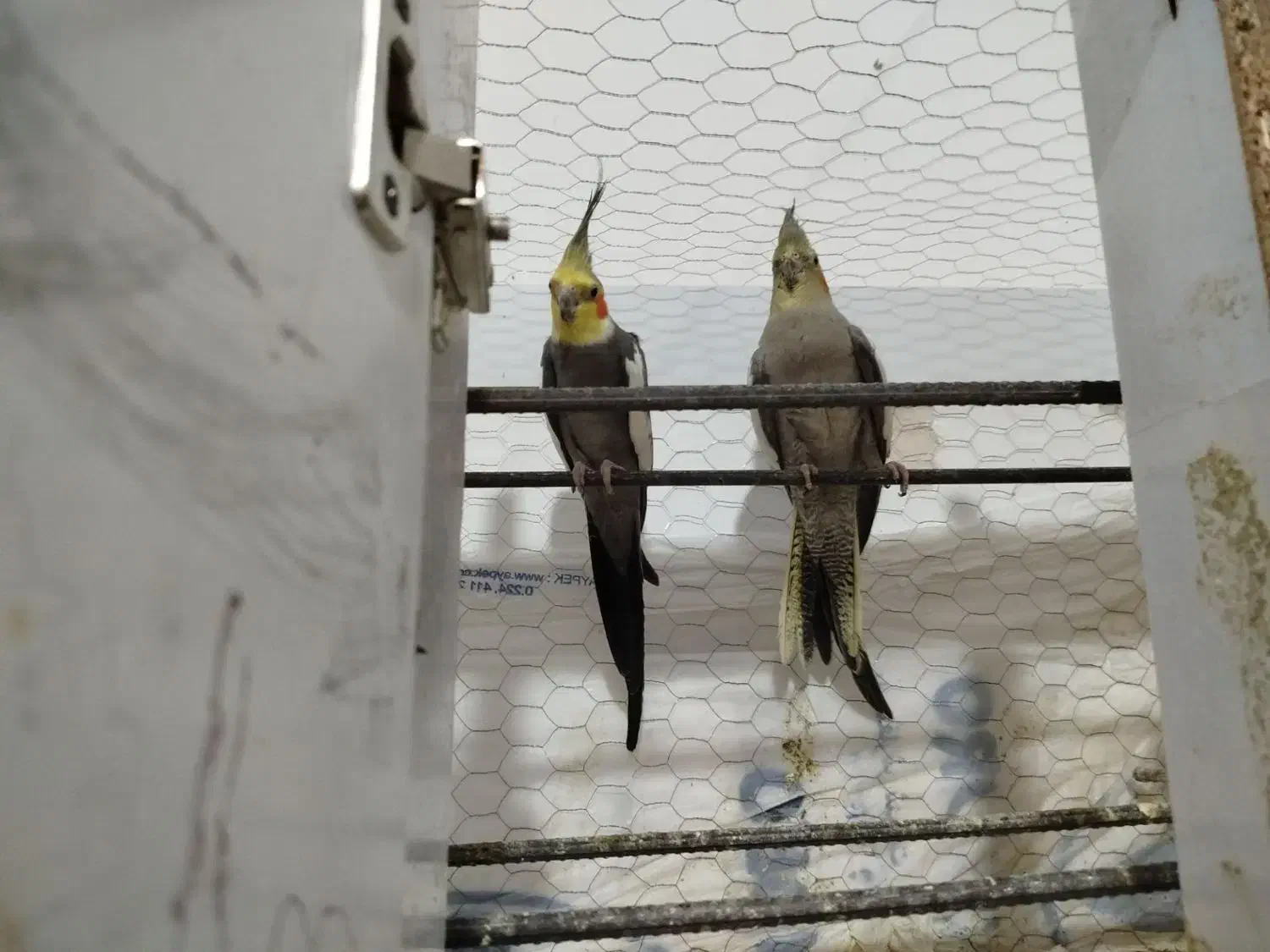 عروس هلندی|پرنده|چناران, |دیوار