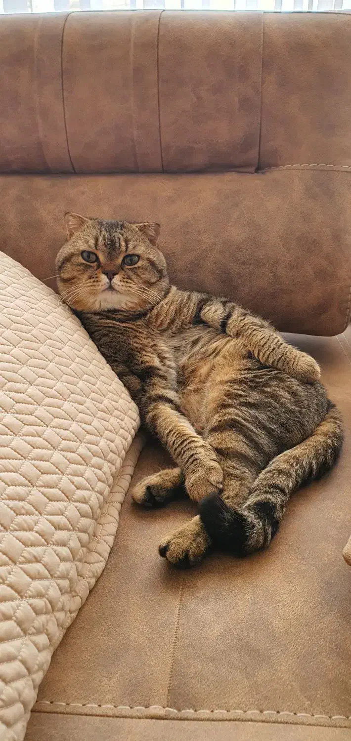 واگذاری سرپرستی یک جفت گربه با شرایط خاص|گربه|بوکان, |دیوار