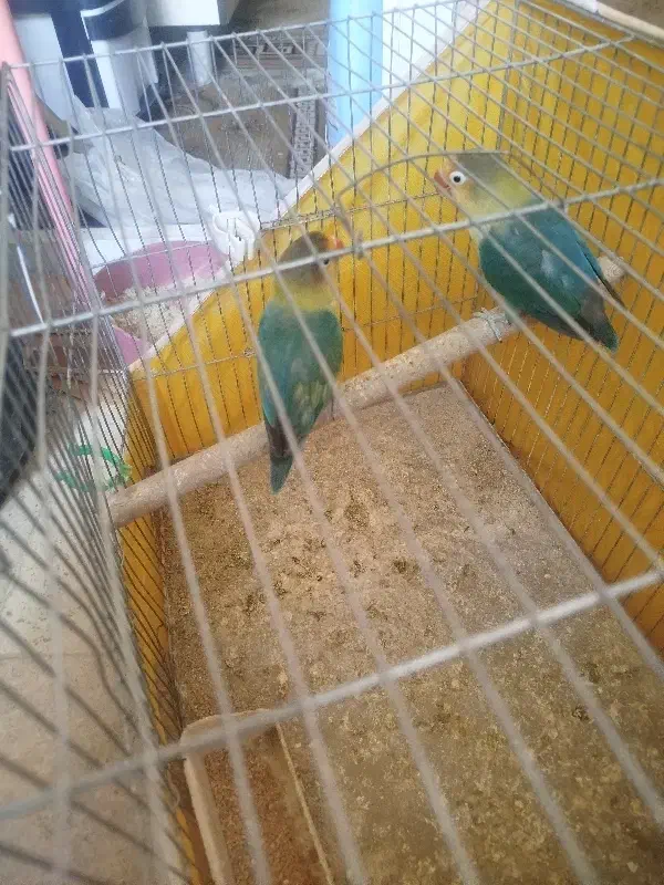 کوتوله مولد عالی|پرنده|محلات, |دیوار