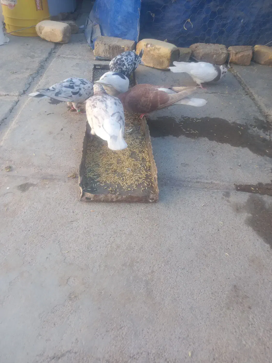 کفتر بهبهونی و پلاکی|پرنده|سیدان, |دیوار