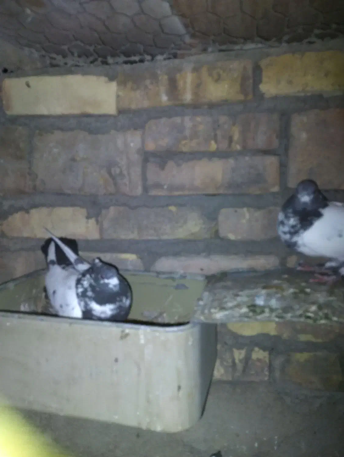 فروشی|حراج|اردکان, |دیوار