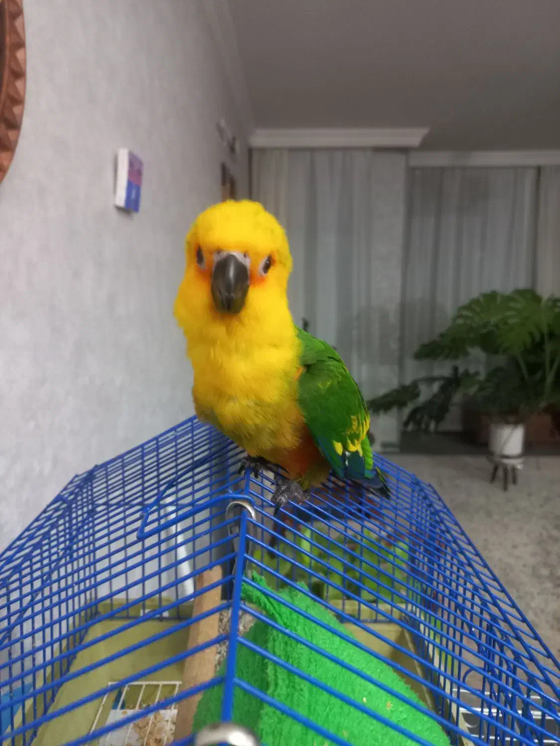 طوطی خورشیدی گرینچیک|پرنده|اصفهان, مارچین|دیوار