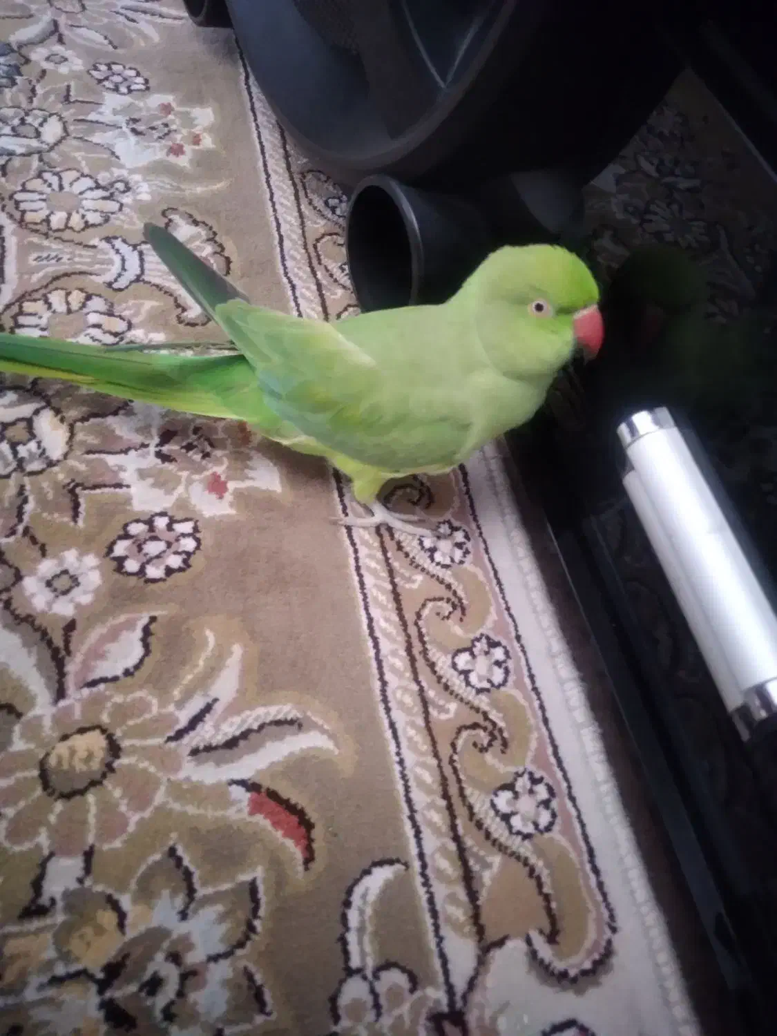 پرنده ای به نام ملنگو|پرنده|ابهر, |دیوار